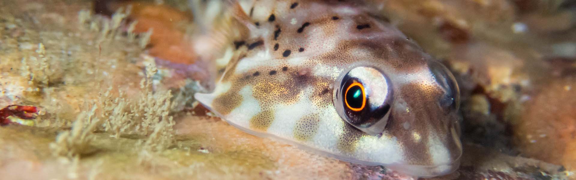 The Lined Clingfish